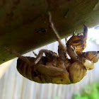 Cicada exuvia