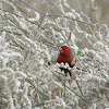 Crimson Finch (male)