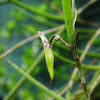 Orchid (dendrobium sp.)   