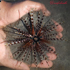 Banded sea urchin