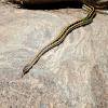 Texas (Common) Garter Snake