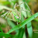Green Lynx Spider(Female)