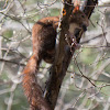 Red Squirrel; La Ardilla roja