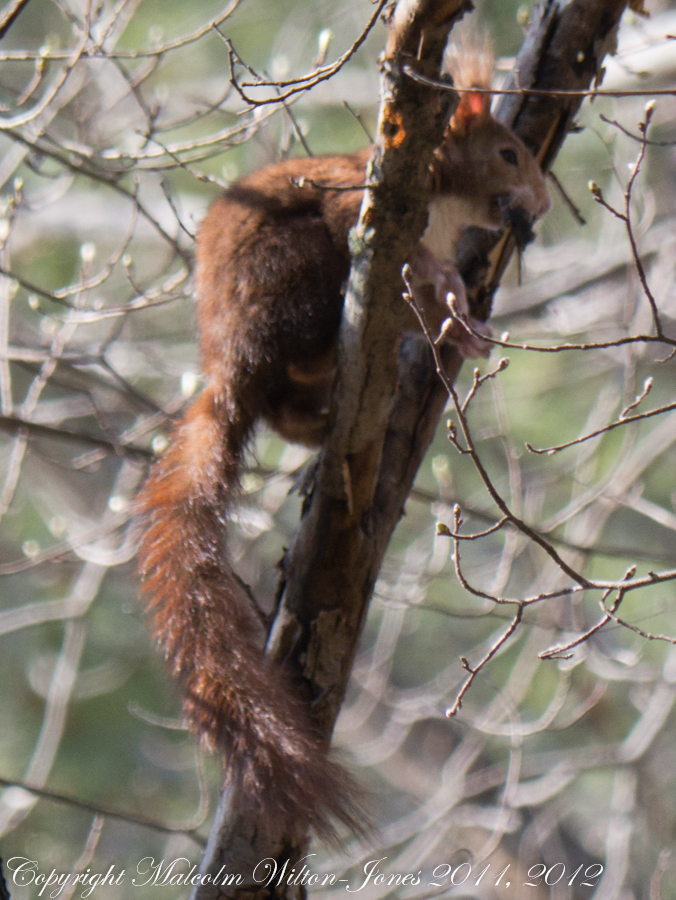 Red Squirrel; La Ardilla roja