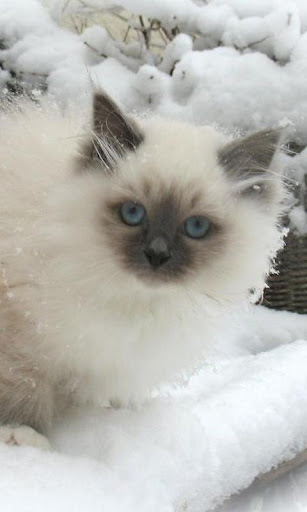 Birman Wallpapers