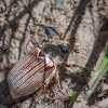 Cockchafer - Escarabajo sanjuanero