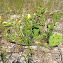 Prickly pear cactus (aka) -(nopal)