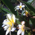 plumeria