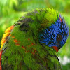 Rainbow lorikeet