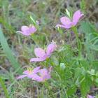 Meadow Pink, Prairie Rose-gentian, Texas Star