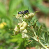 Black wasp