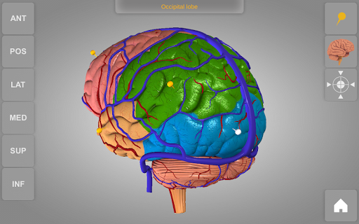 【免費醫療App】Brain 3D Anatomy Lite-APP點子