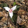 Painted Trillium