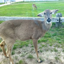 White-tailed Deer