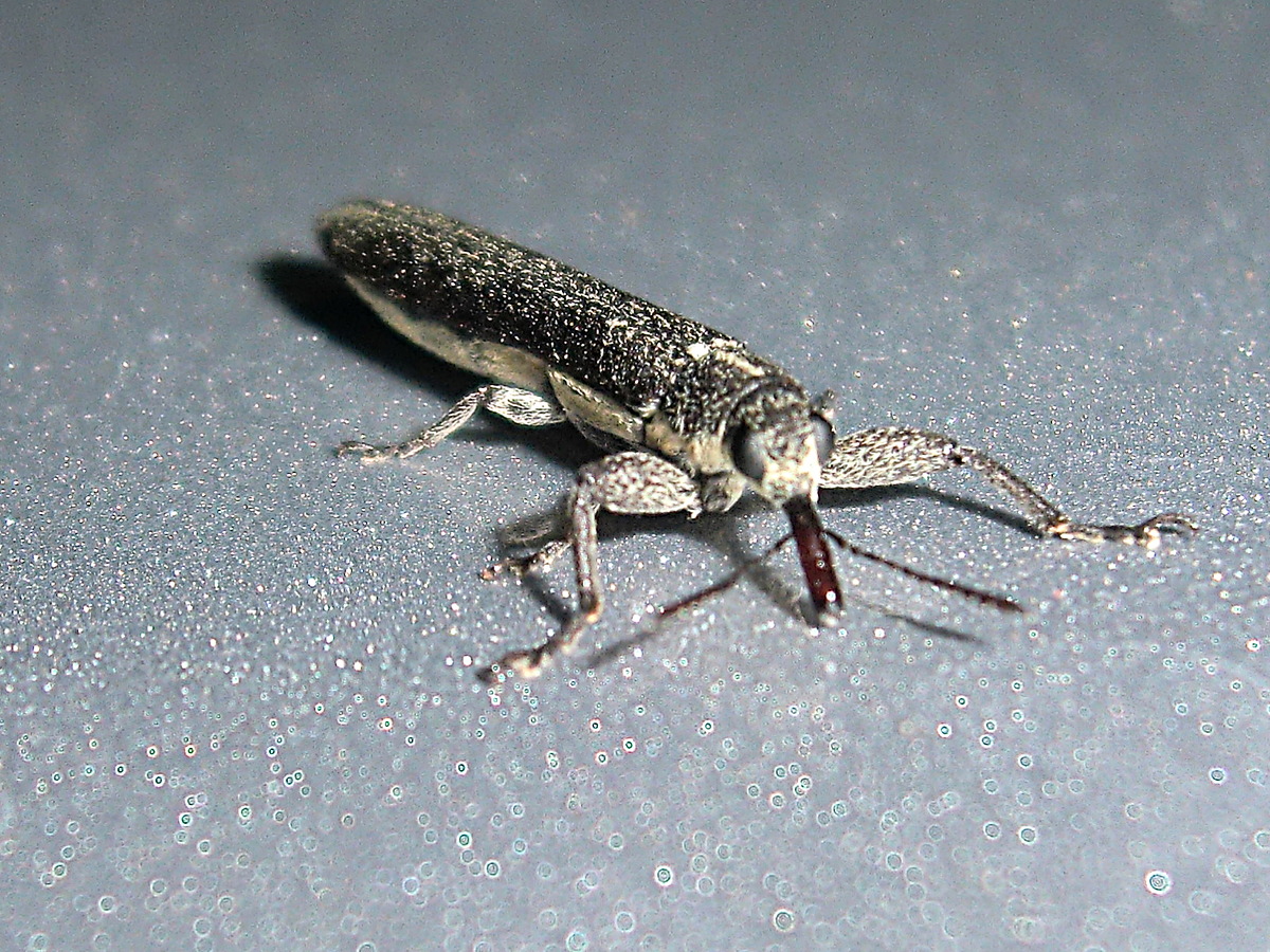 Tiny belid weevil