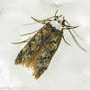 White-shouldered house-moth