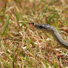 yellow bellied racer
