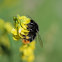 Red-tailed bumblebee