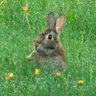 Eastern cottontail