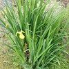 Yellow Pond Iris