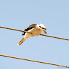 Laughing Kookaburra