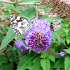 Marbled White