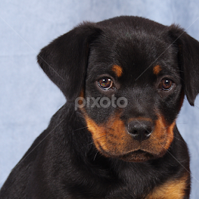 by Linda Jansen van Rensburg. - Animals - Dogs Puppies