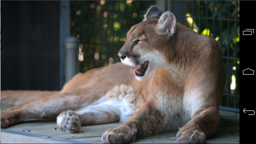 Angry Cougar