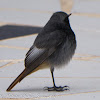 Black Redstart; Colirrojo Tizón