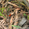 Ladybird/Ladybug