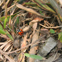 Ladybird/Ladybug
