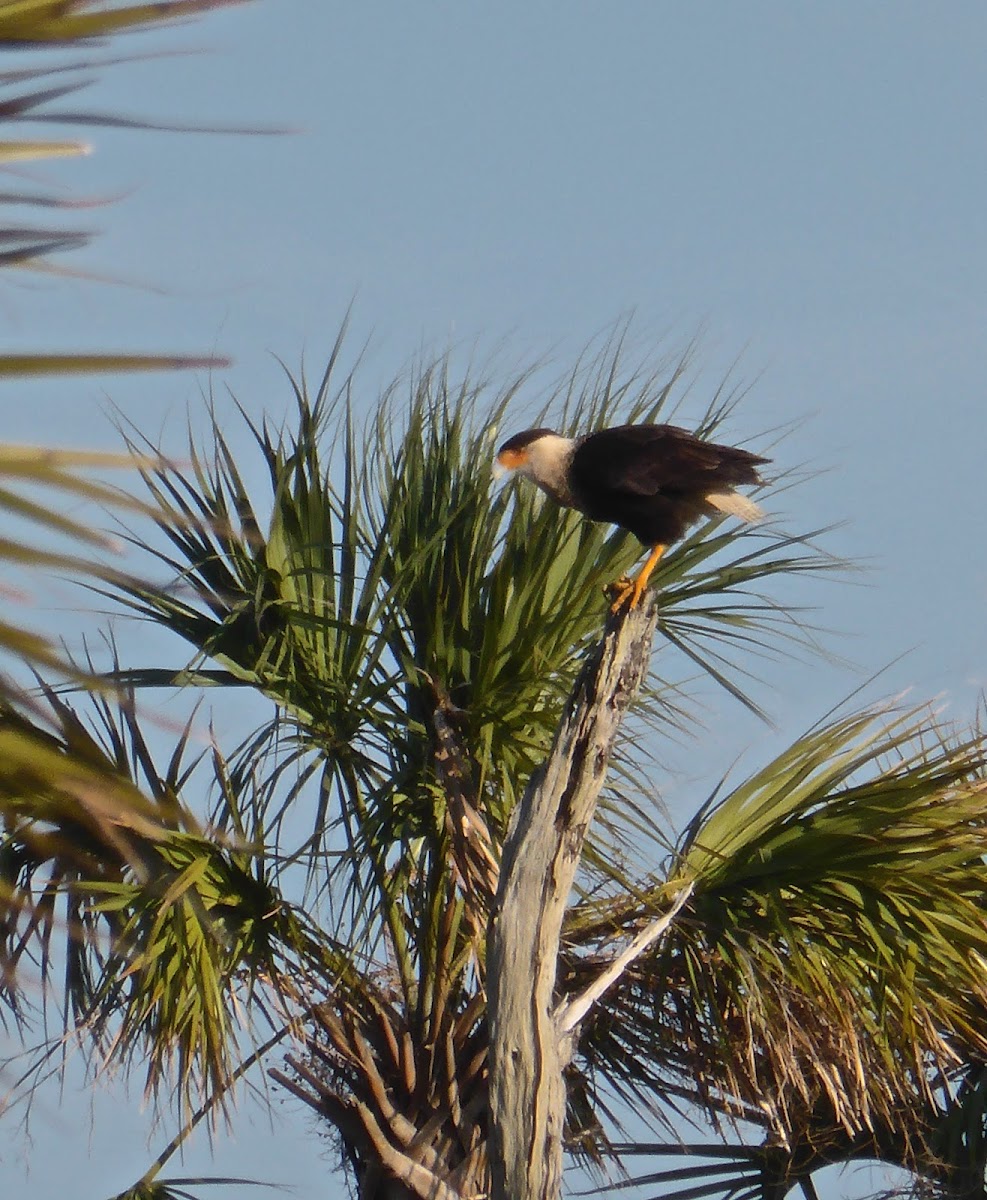 Northern Crested Caracara