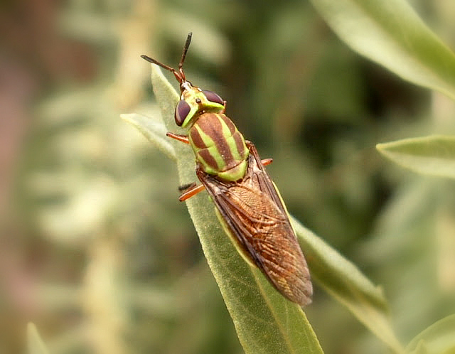 Green Soldier Fly.