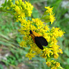 Black-and Yellow Lichen Moth