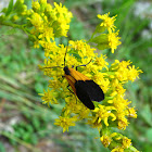 Black-and Yellow Lichen Moth