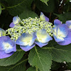 Hydrangea