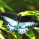 Blue Mormon