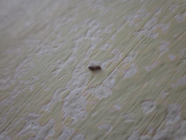 varied carpet beetle larvae | Project Noah