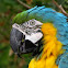 Blue-and-Yellow Macaw