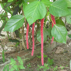Chenille Plant