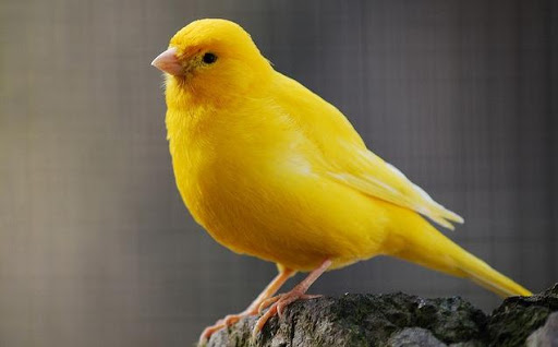 Canary Master Training
