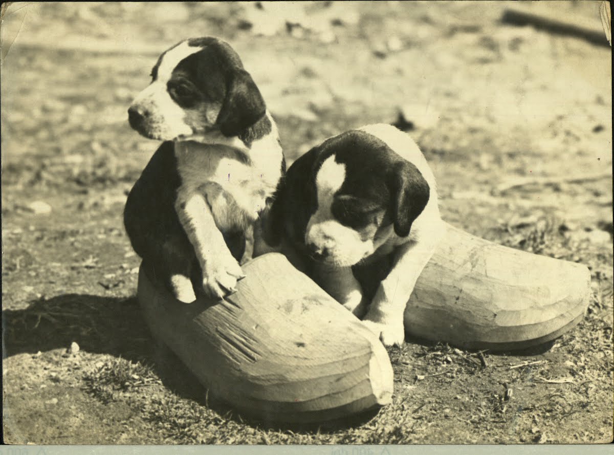 Zoo Dogs Various 2 Of 2 — Google Arts & Culture