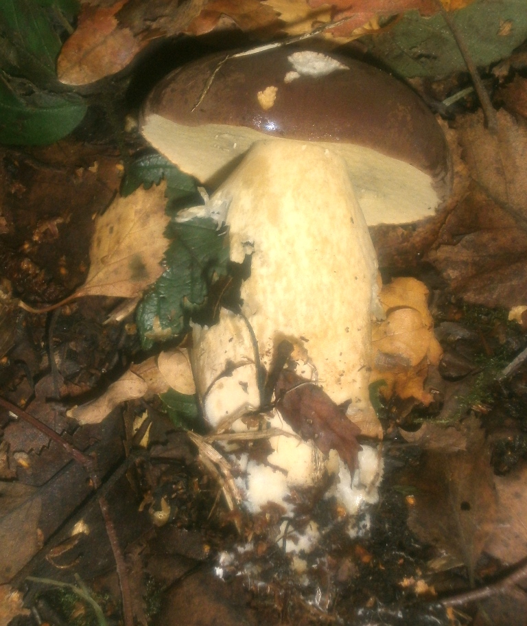 Bay Bolete