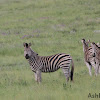 Burchell's Zebra