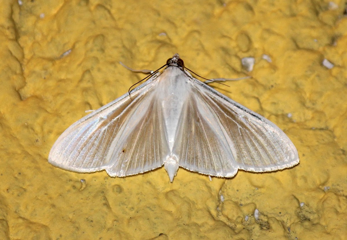 White Satin Moth