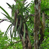 Bromelia plant