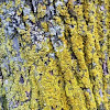 Powdery Goldspeck Lichen  