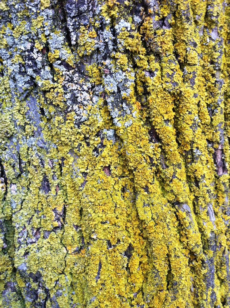 Powdery Goldspeck Lichen  