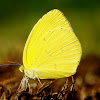 Common Grass Yellow