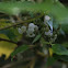 Australian Mulberry